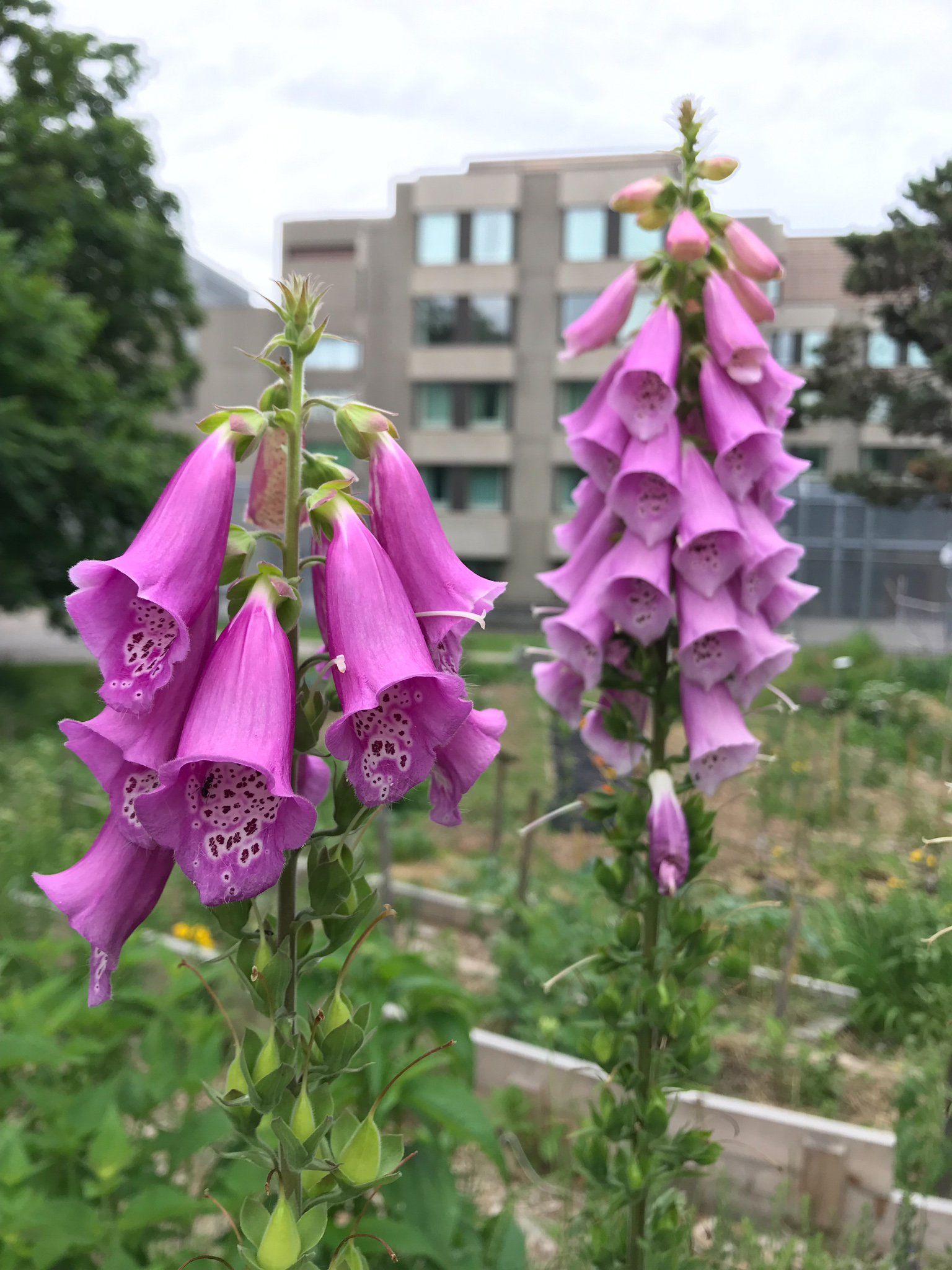 Foxgloves at the theraputic garden